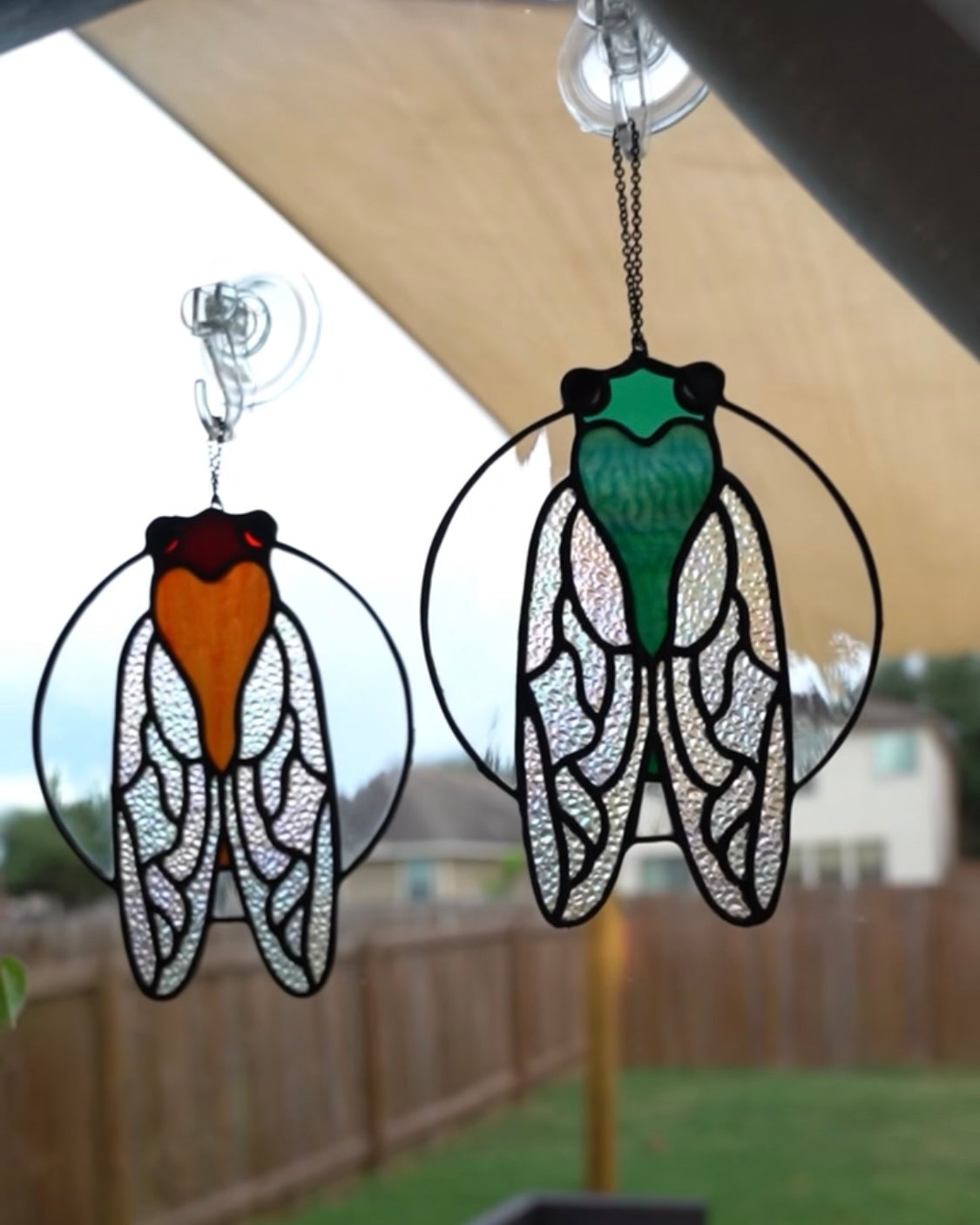 Cicada